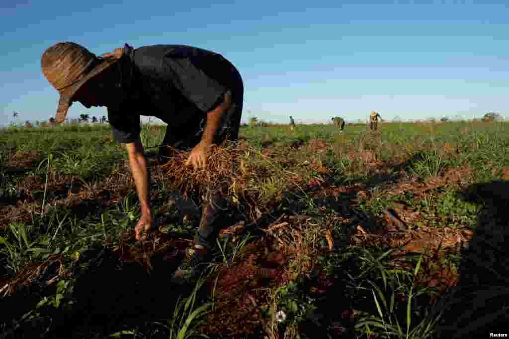 El campesino Carlos Yopisai, de 31 años, recoge frijoles en un campo en Caimito, Artemisa, el 18 de noviembre de 2024. REUTERS/Alexandre Menegnini