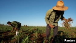 El campesino Erwin Sánchez, 52 años, recoge frijoles en un campo en Caimito, Artemisa, el 18 de noviembre de 2024. REUTERS/Alexandre Menegnini